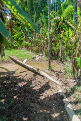 Small trail in a peruvian jungle