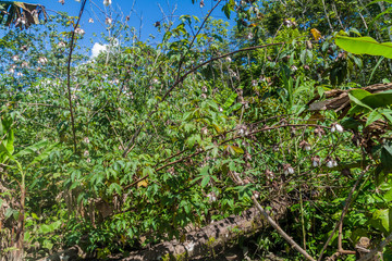 Fototapeta premium Cotton plant in a peruvian jungle