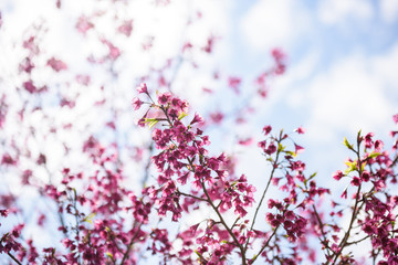 Beautiful cherry blossom sakura in spring time