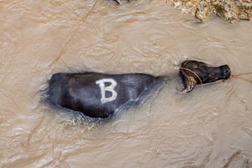 Bull is trapped in a water od river Napo in Peru. Crew of a cargo boat is trying to get it to the coast.