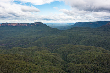 Beautiful eucalyptus forest panoramic view