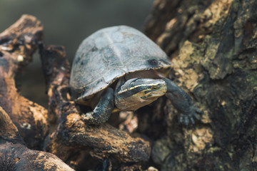 Beautiful turtles on the tree