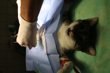 Surgical intervetion - sterilization of cat