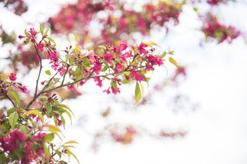 Beautiful cherry blossom sakura in spring time