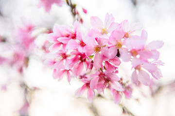 Beautiful cherry blossom sakura in spring time