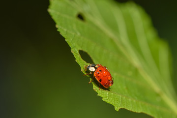 Marienkäfer im Regen