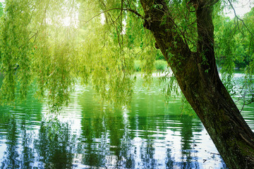 池と柳の木