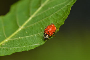 Marienkäfer im Regen
