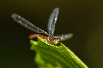 Frühe Adonislibelle im Regen