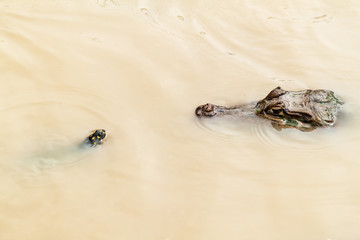 The yellow-spotted Amazon river turtle (Podocnemis unifilis) and spectacled caiman (Caiman crocodilus) in Fundo Pedrito animal farm in village Barrio Florido near Iquitos, Peru