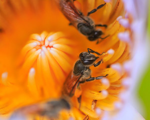 Bee sucking nectar in  red flowers