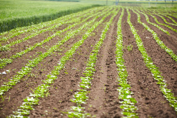 Fototapeta na wymiar Landscape with rows of young sunflower plants in a field