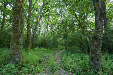 Oak forest in the summer