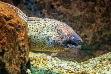 Predatory sea fish muraena.