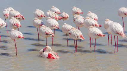  Greater Flamingo, group of pink birds in the lake in Camargue 