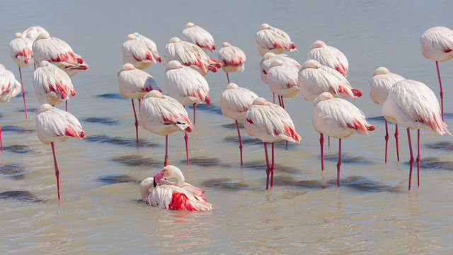  Greater Flamingo, group of pink birds in the lake in Camargue 