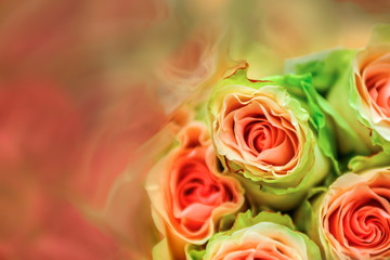 Roses,Blurry of Sweet color roses in texture soft blur for background with pastel vintage retro style.