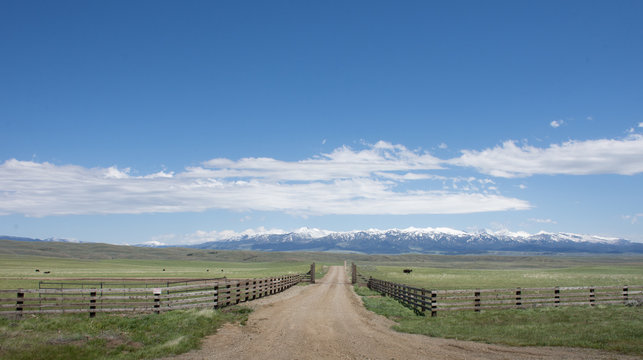 A fenced pasture with grass and cows bisected by a gravel road that leads to the rugged mountains in the distance. White clouds in blue sky above.