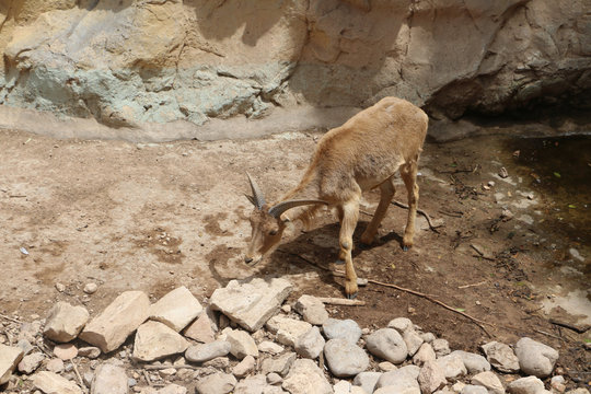 Beautiful goat in the zoo