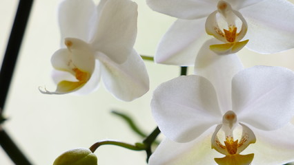 Weisse Orchideen am Stängel