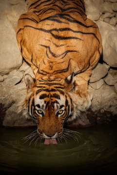Tiger in the nature habitat. Tiger male in the water. Wildlife scene with danger animal. Hot summer in Rajasthan, India. Dry trees with beautiful indian tiger, Panthera tigris tigris