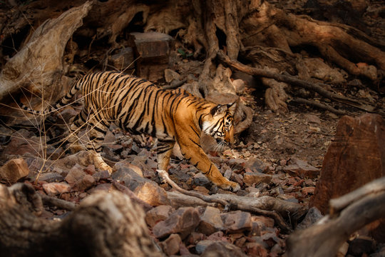 Tiger in the nature habitat. Bengal tiger cub walking in a deep old forest. Wildlife scene with danger animal. Hot summer in Rajasthan, India. Dry trees with beautiful indian tiger, Panthera tigris 