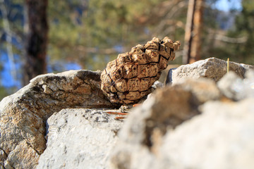 Fototapeta na wymiar Pine cone on a stone