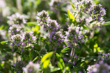 Flowering thyme close-up in the rays of the evening sun
