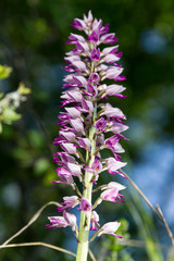 Meadow orchid on a blur background
