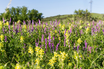 Flowering meadow on a clear sunny day