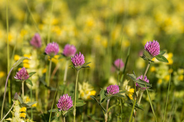 Pink clover on a bright background of meadow flowers
