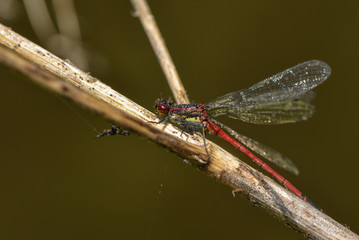 Frühe Adonislibelle im Regen