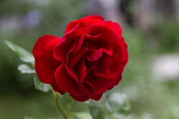 rose close up on green blur background