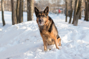 Dog german shepherd in a winter day