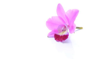 Fototapeta na wymiar purple orchid flower on white