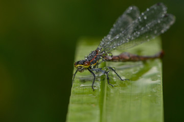 Frühe Adonislibelle im Regen