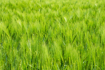 Grünes Getreidefeld im Frühling