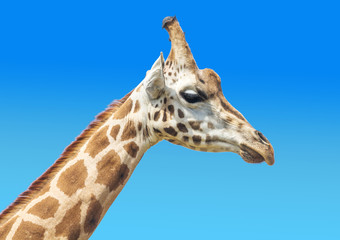 primo piano di muso di giraffa
