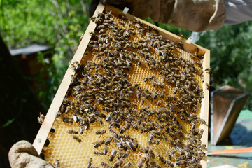 Close up view of the working bees on honey cells.