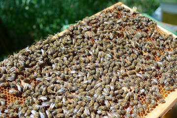 Obraz premium Close up view of the working bees on honey cells.