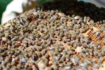 Close up view of the working bees on honey cells.