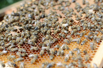 Close up view of the working bees on honey cells.