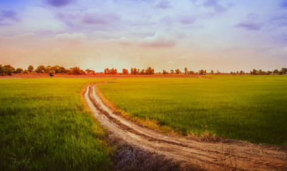 Obraz premium Landscape of rice field and sky during sunset in summer.