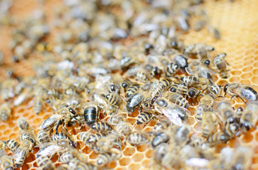 Close up view of the working bees on honey cells.