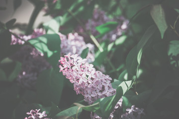 Lilac Spring Flowers Retro