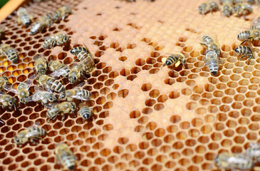 Close up view of the working bees on honey cells.