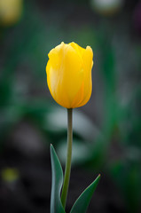 One Tulip yellow