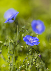 Flax flowers in the garden.