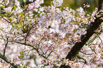 Beautiful cherry blossom sakura in spring time
