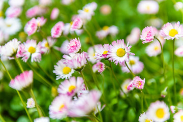 Obraz na płótnie Canvas Daisy flower on green meadow